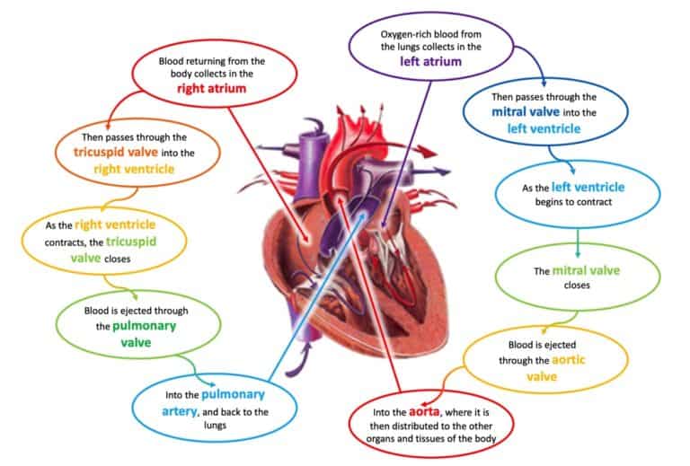 Drawing of heart and its function