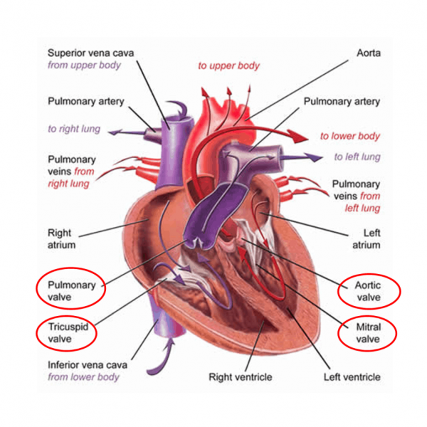 Valves heart TAVR Heart